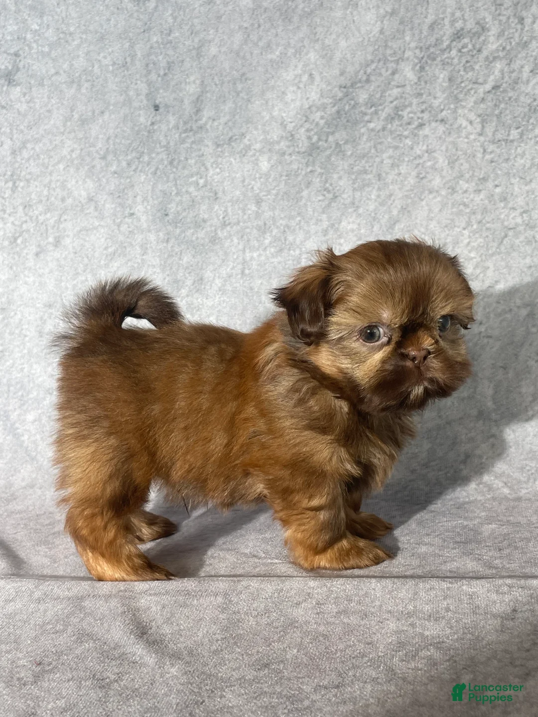 Shih Tzu dogs for sale: Dallas - Ad 4