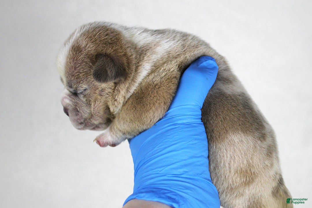 American Bully dogs for sale: Fawn Merle Female - Ad 2