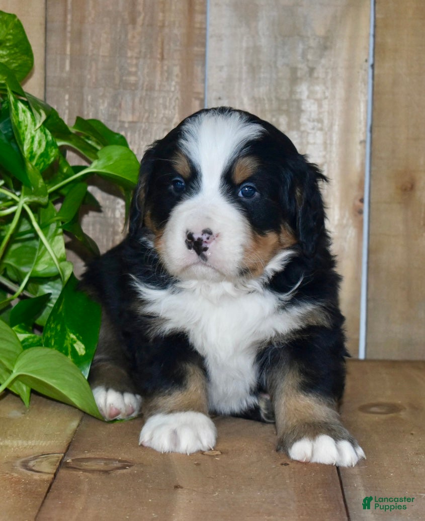 Bernese Mountain Dog dogs for sale: Waylon - Ad 2
