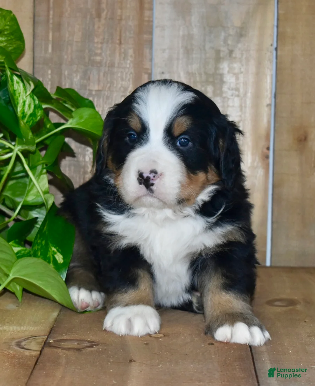 Bernese Mountain Dog dogs for sale: Waylon - Ad 1