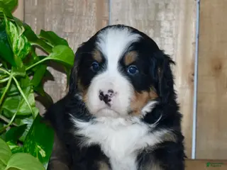 Bernese Mountain Dog dogs for sale: Waylon - Ad 2