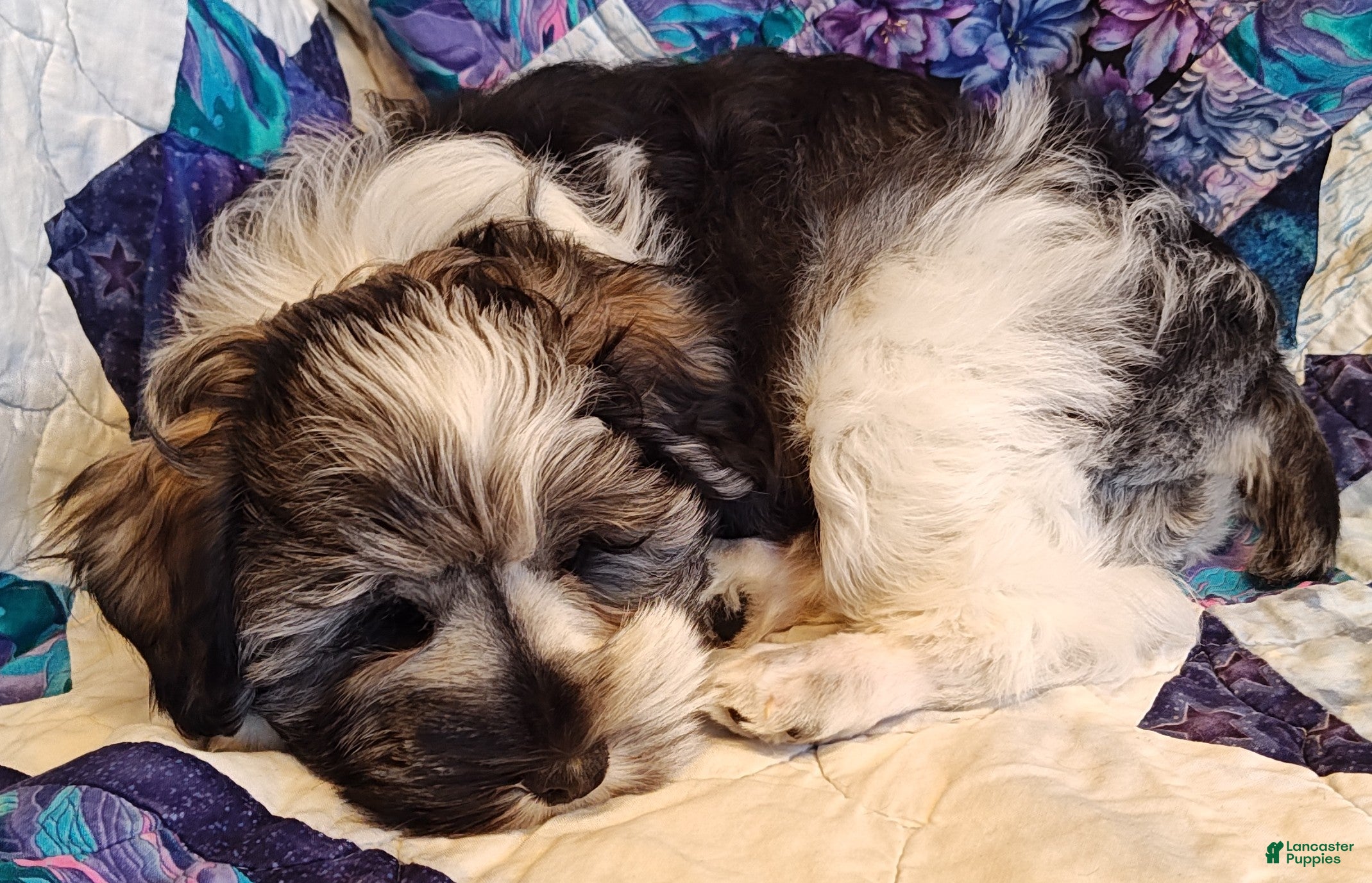 Miniature Schnauzer dogs Miniature Schnauzer Boy 3 - Ad 2