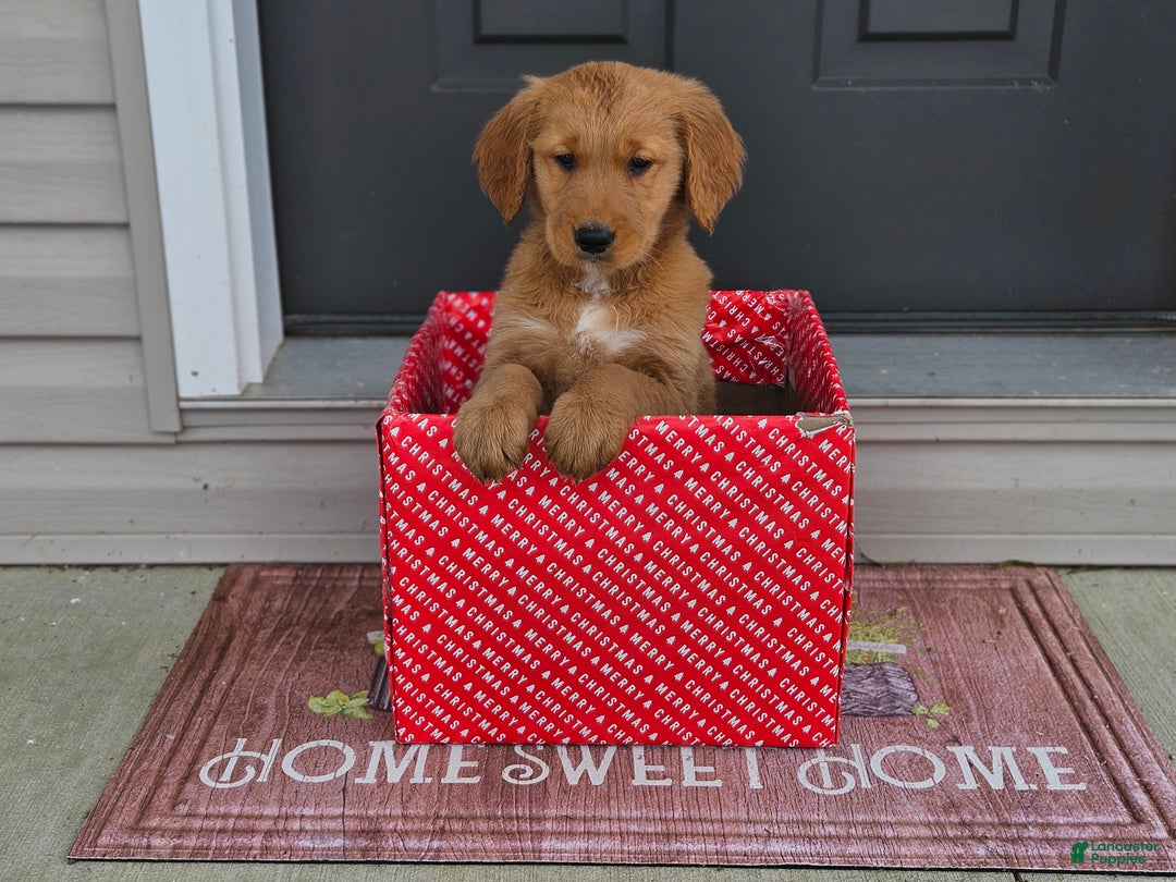 Golden Retriever dogs for sale: Charlie - Ad 5