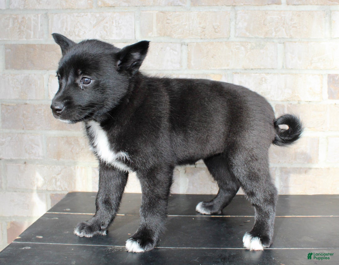 Mixed Breed dogs for sale: Sally - Ad 1