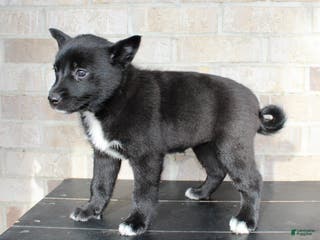 Mixed Breed dogs Sally - Ad 32