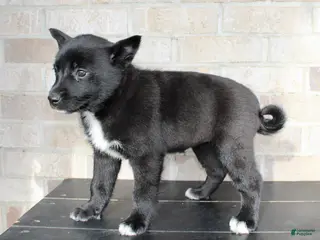 Mixed Breed dogs Sally - Ad 19