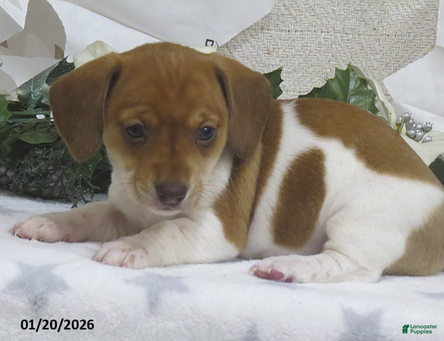 Miniature Dachshund dogs Jewel - Ad 24