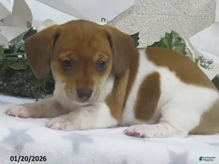 Miniature Dachshund dogs for sale: Jewel - Ad 3