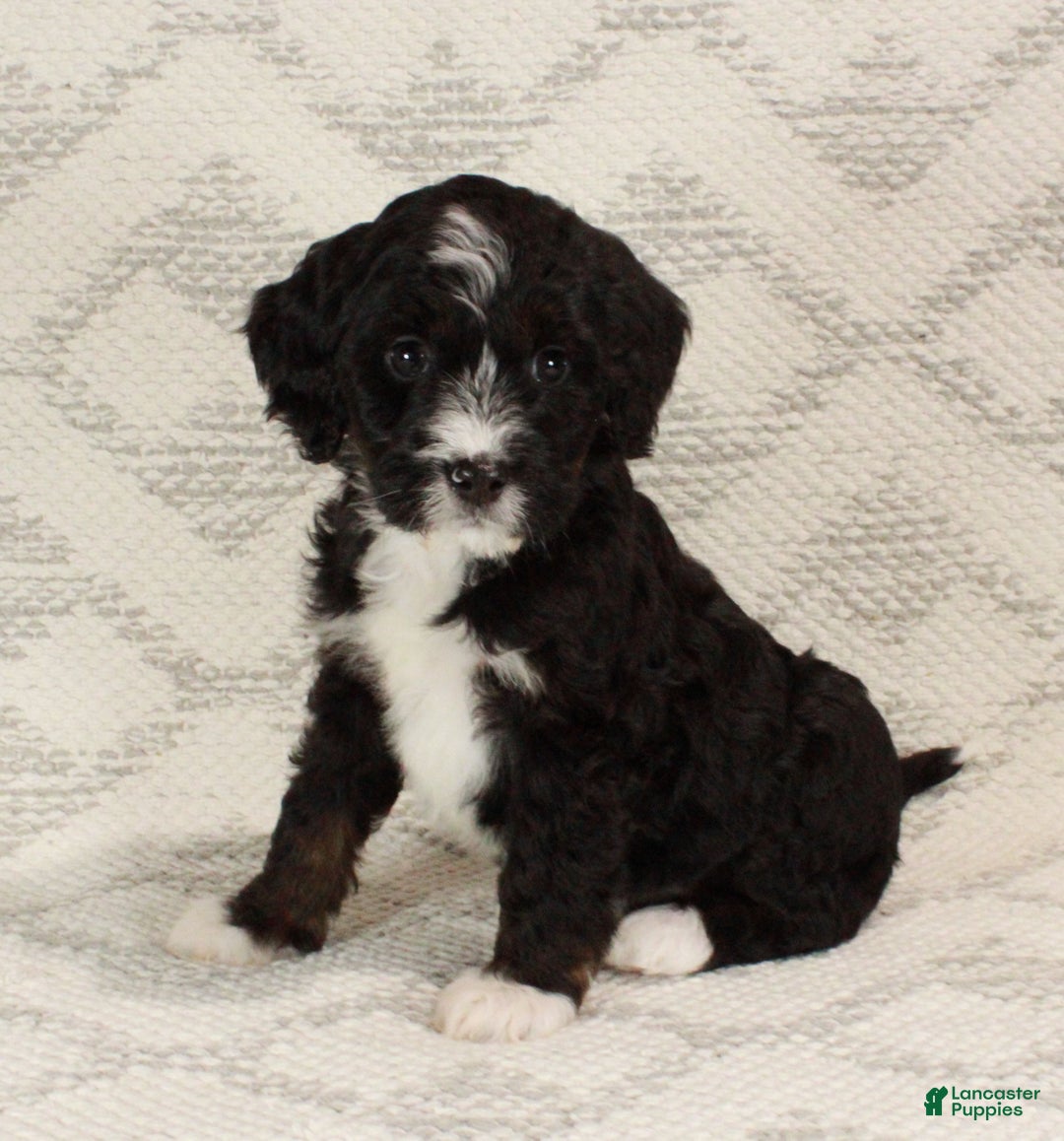 Bernedoodle dogs for sale: Luna - Ad 3