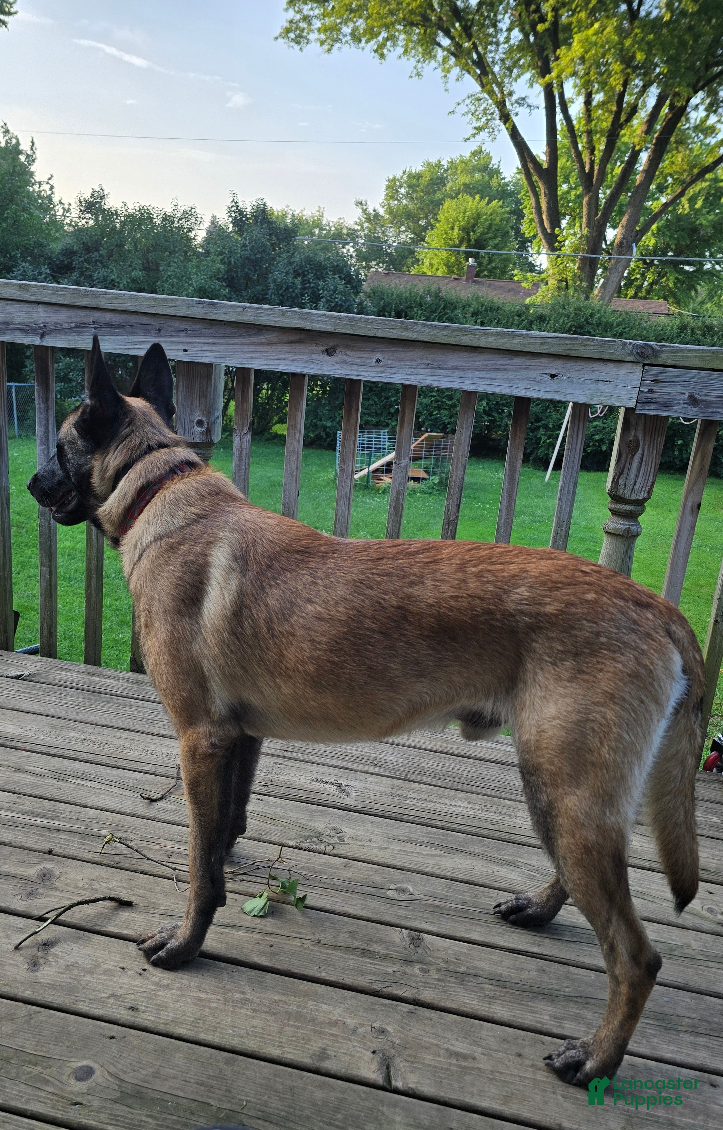 Belgian Malinois dogs Belgian Malinois 7 - Ad 2