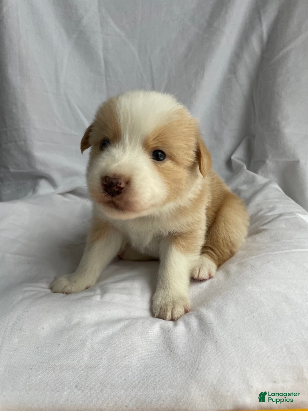 Australian Shepherd dogs for sale: Chance - Ad 23