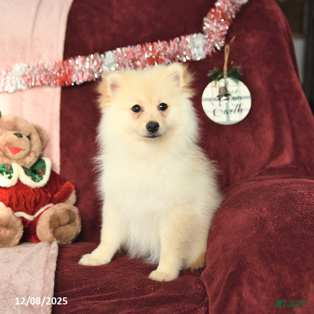 Pomeranian dogs for sale: Pogo - Ad 5
