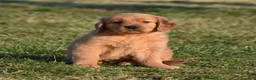 Golden Retriever dogs for sale: Pepper    Genetic/OFA - Ad 18