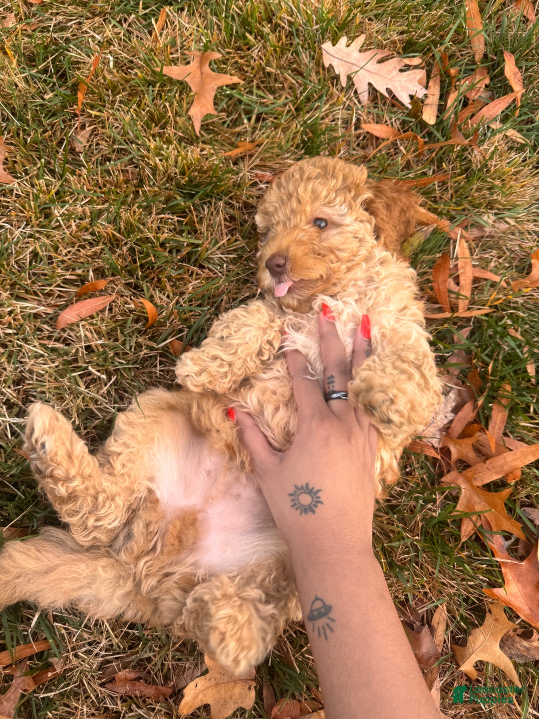 Toy Poodle dogs for sale: Rainer  - Ad 7