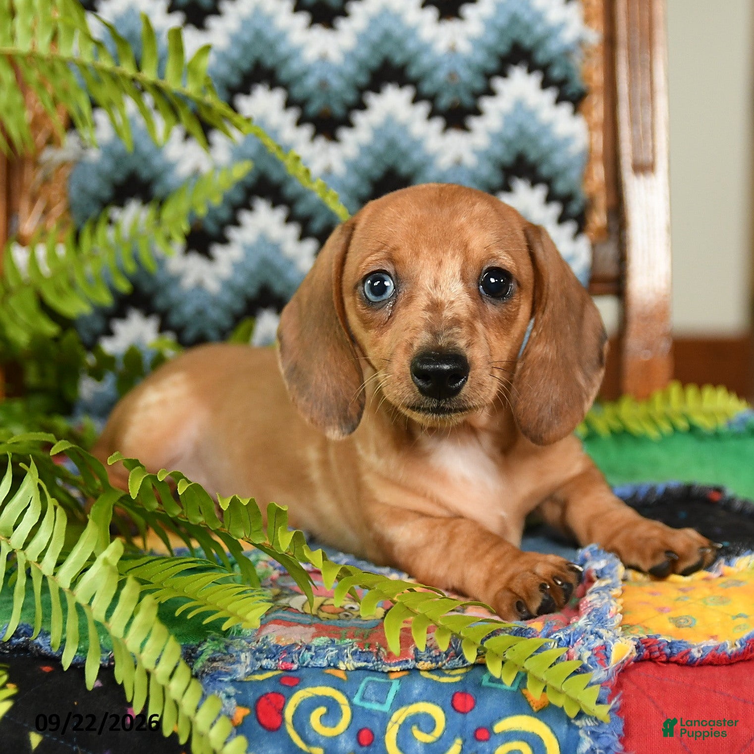 Miniature Dachshund dogs for sale: Gretel - Ad 2