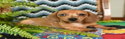 Miniature Dachshund dogs for sale: Gretel - Ad 2