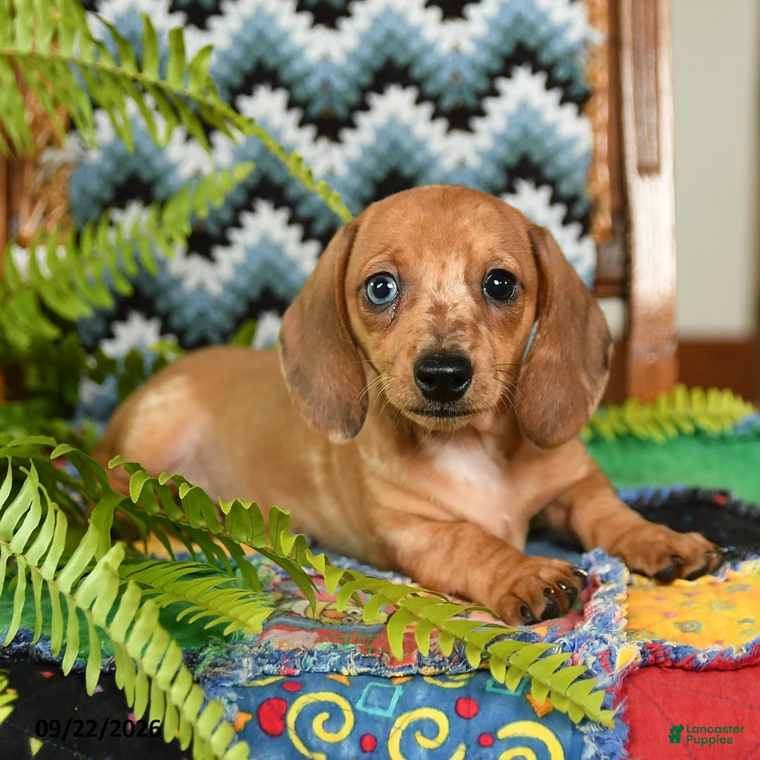 Miniature Dachshund dogs for sale: Gretel - Ad 2