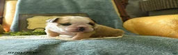 English Bulldog dogs for sale: Yvett - Ad 5