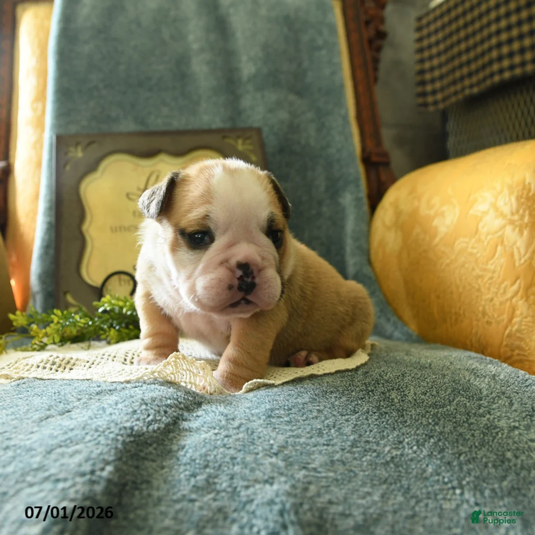 English Bulldog dogs for sale: Yvett - Ad 5