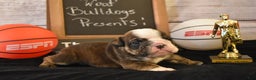 English Bulldog dogs for sale: Jim - Ad 8