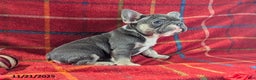 French Bulldog dogs for sale: Allie - Ad 5