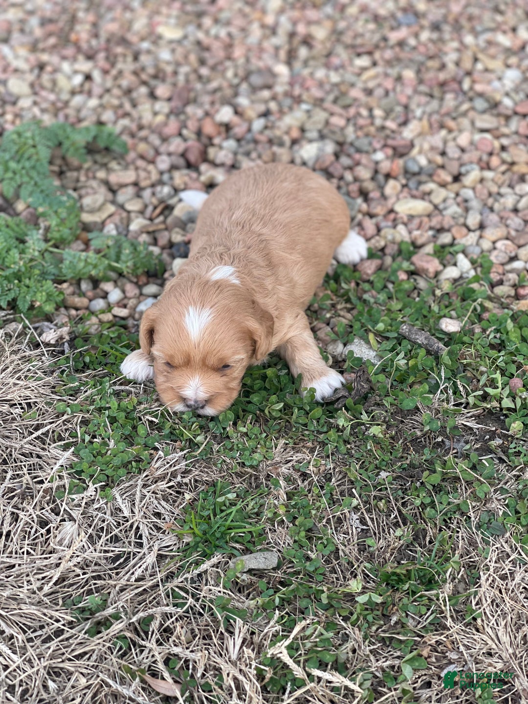 Cavapoo dogs for sale: Cavapoo Puppy 3 - Ad 4