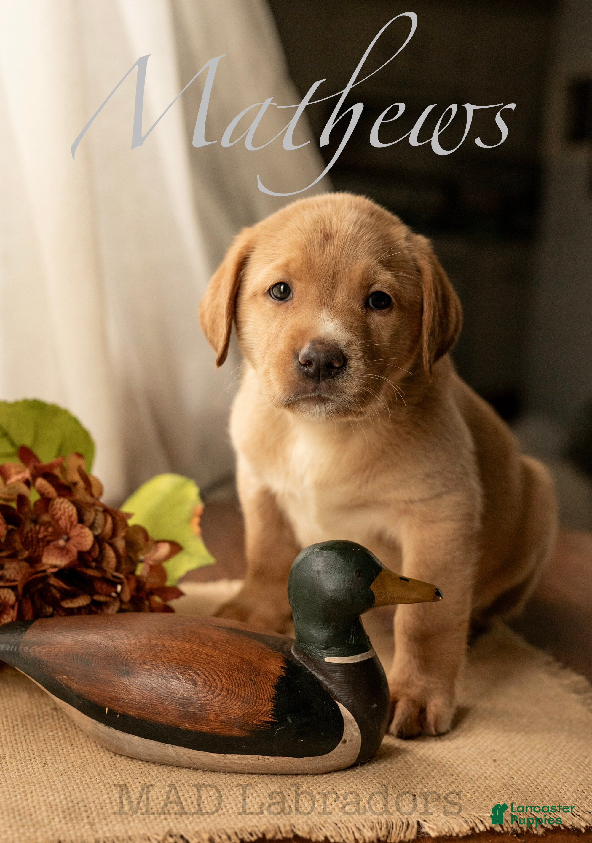 Labrador Retriever dogs Mathews - Ad 17