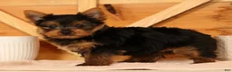 Yorkshire Terrier dogs for sale: Zane - Ad 6