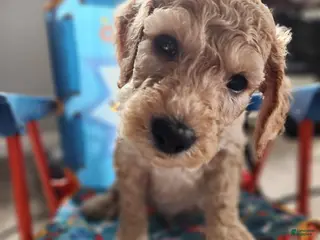 Goldendoodle dogs Goldendoodle Puppy red boy - Ad 18