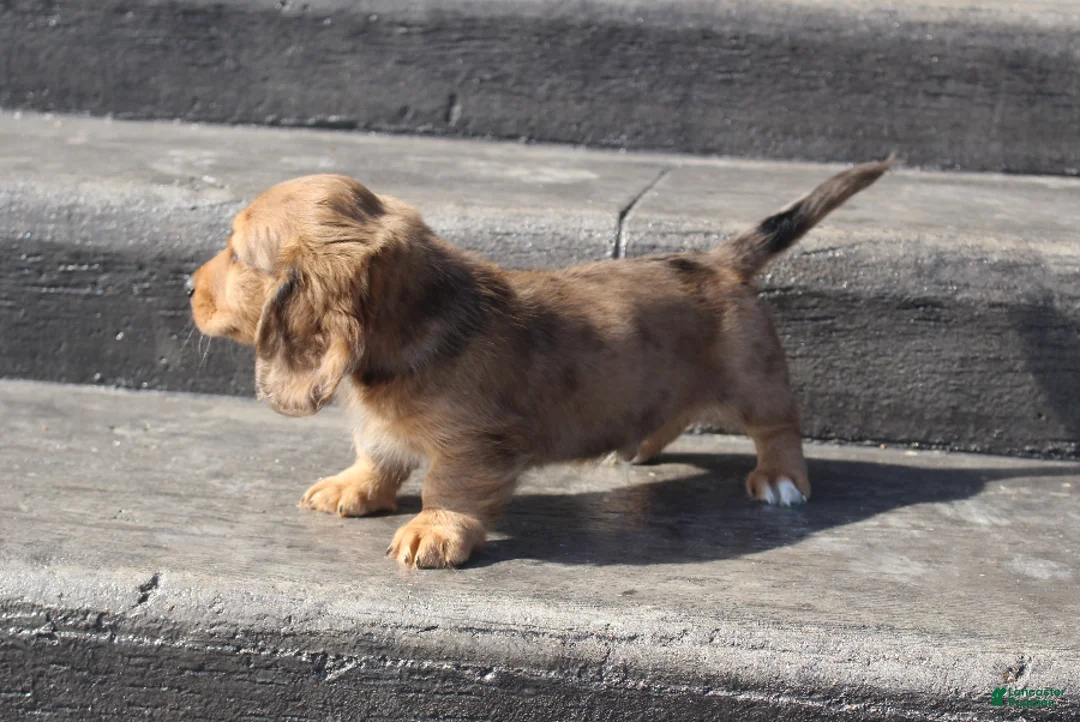 Dachshund dogs for sale: Aiden - Ad 2