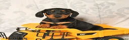Miniature Dachshund dogs for sale: Larry - Ad 1