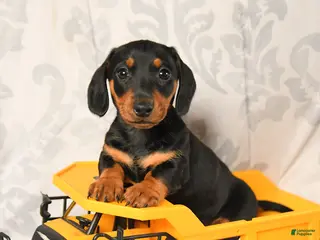 Miniature Dachshund dogs for sale: Larry - Ad 2