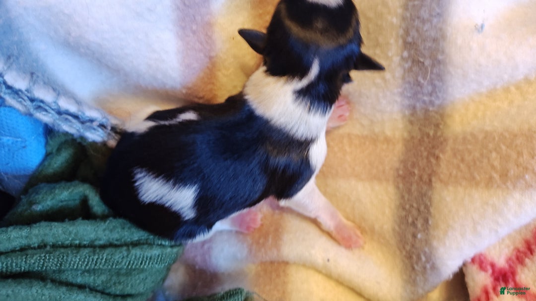 Miniature Schnauzer dogs for sale: Miniature Schnauzer Boy 2 - Ad 7