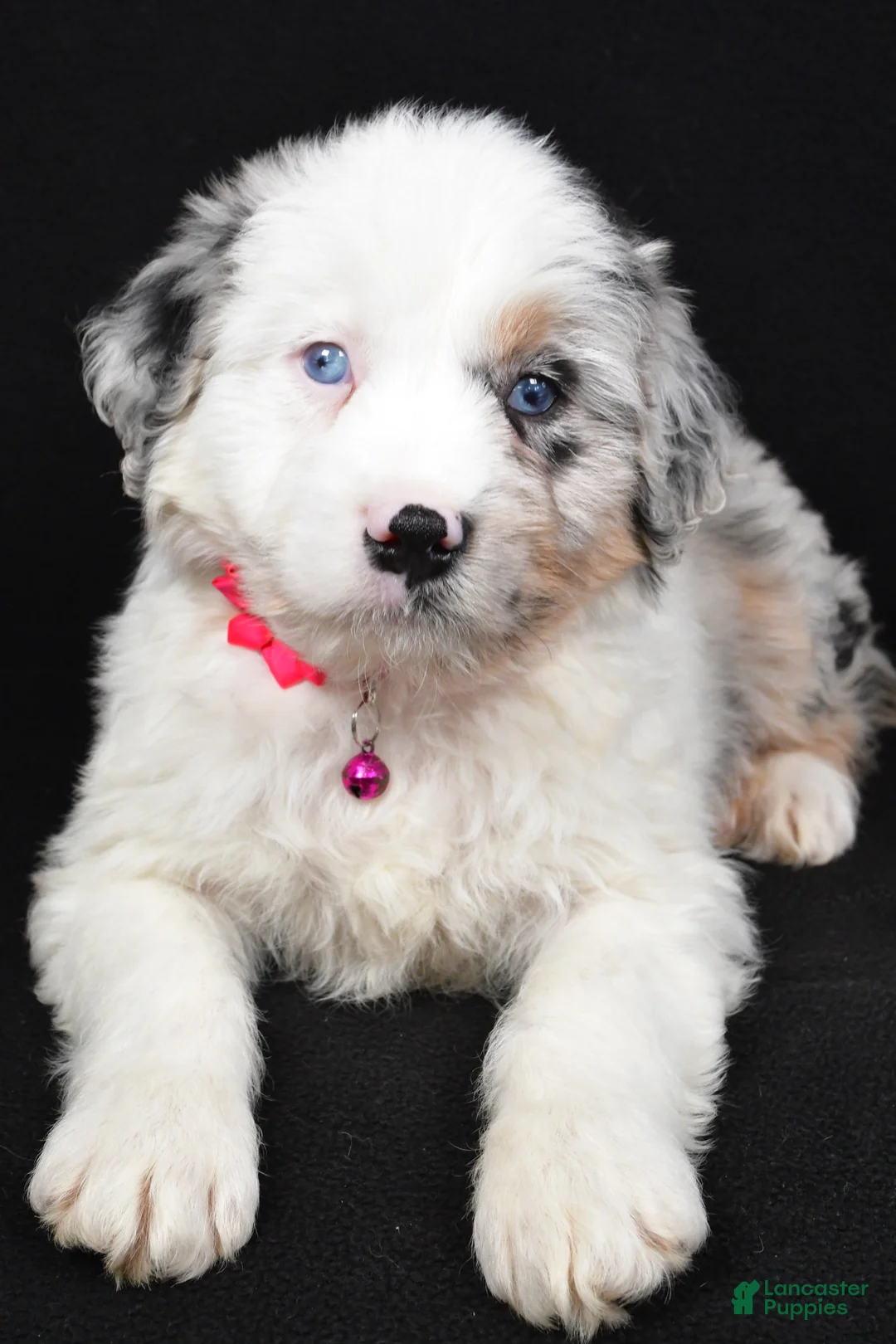 Mini Aussiedoodle dogs for sale: Sky - Ad 2