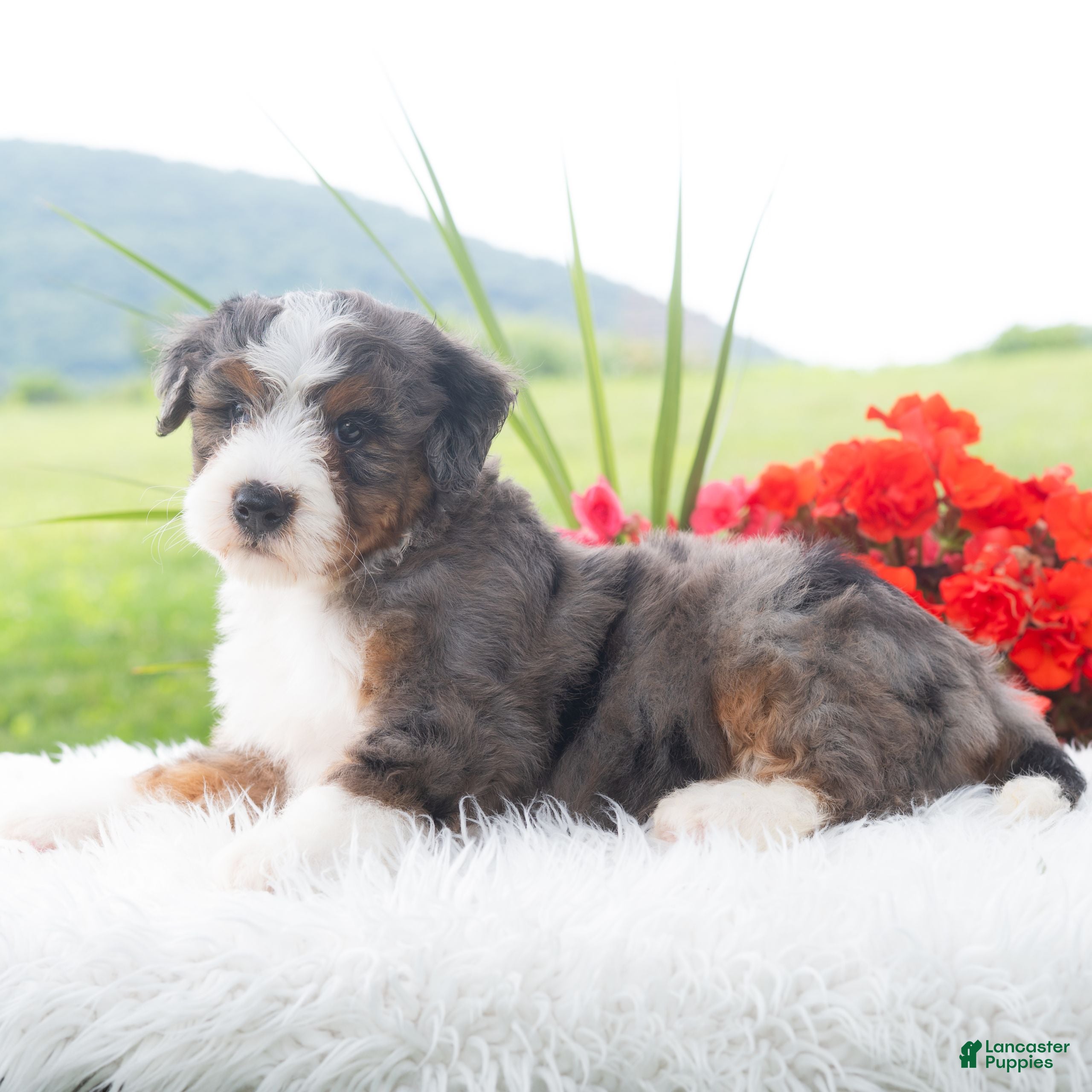 Mini Bernedoodle dogs Rascal  - Ad 2