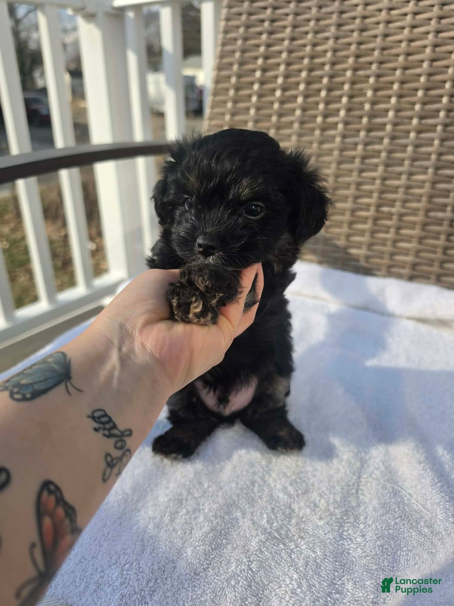 Shihpoo dogs Shihpoo Puppy 2 - Ad 1