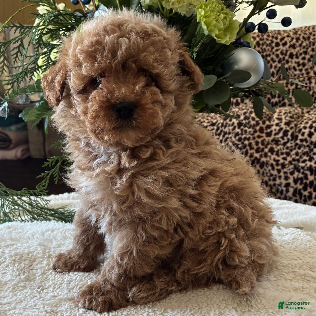 Toy Poodle dogs for sale: Riley  - Ad 1