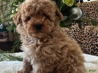 Toy Poodle dogs Riley - Ad 6