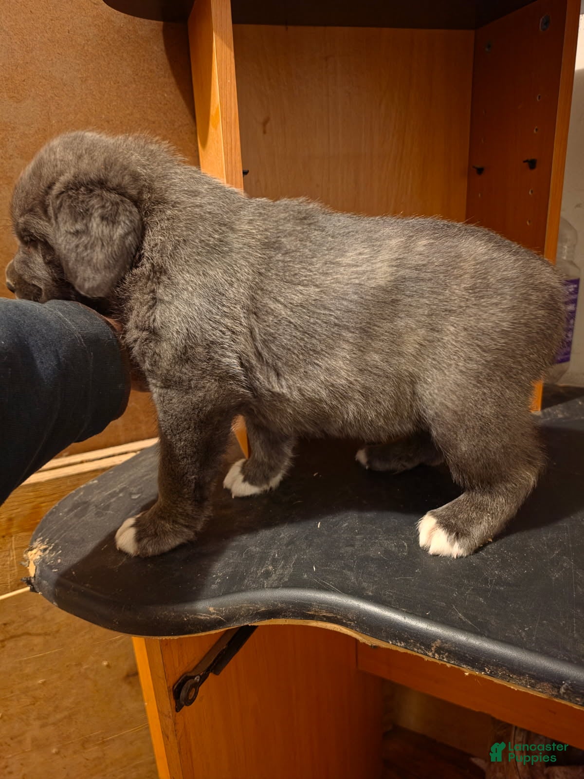 Cane Corso dogs Bear - Ad 2