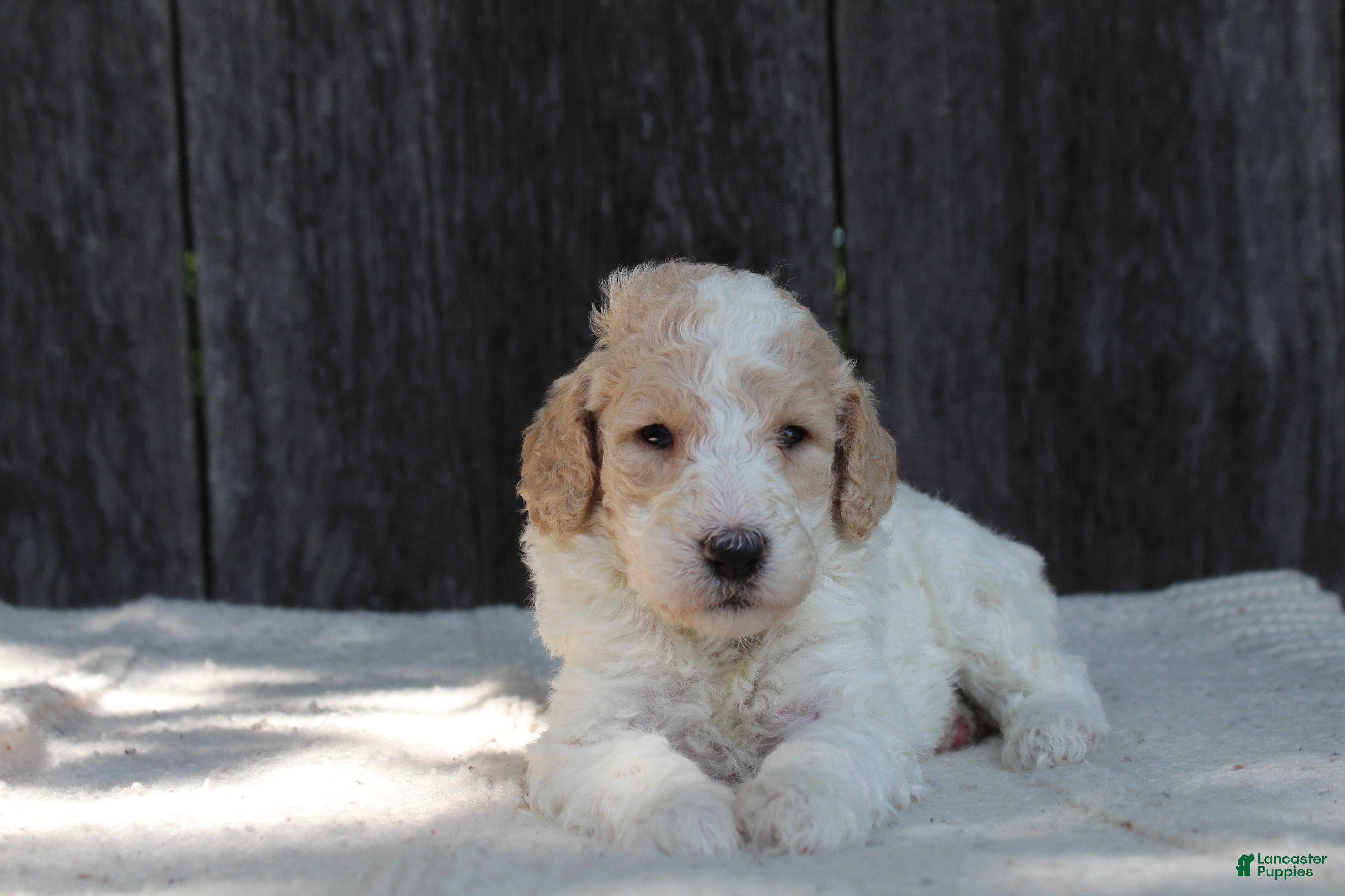 Standard Poodle dogs for sale: Willow AKC standard poodle - Ad 4