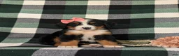 Bernese Mountain Dog dogs for sale: Felicia - Ad 3