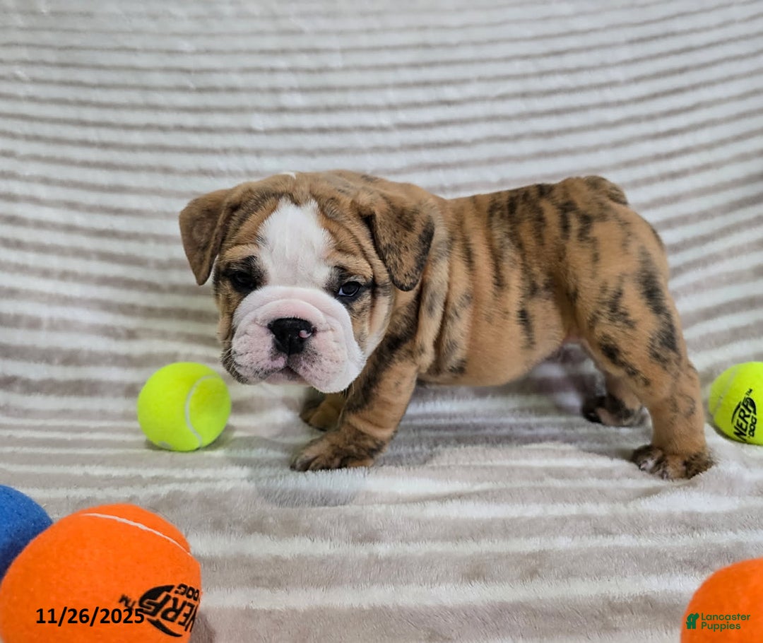 English Bulldog dogs for sale: Jaxon - Ad 4