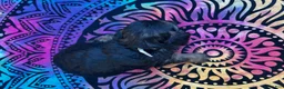 Yorkiepoo dogs for sale: Chaz - Ad 2