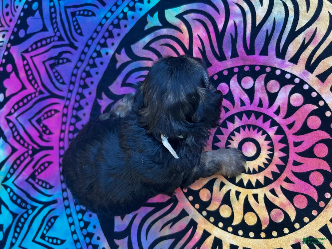 Yorkiepoo dogs for sale: Chaz - Ad 2