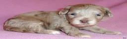Shihpoo dogs for sale: Winnie - Ad 7