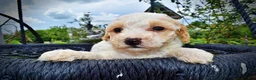 Havapoo dogs for sale: Ashley-SUMMER SALE!! $100 off listed price-this week only! - Ad 2