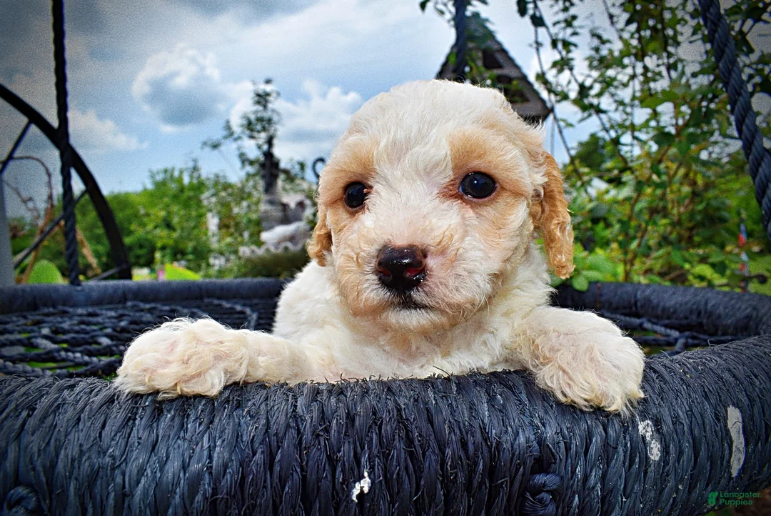 Havapoo dogs for sale: Ashley-SUMMER SALE!! $100 off listed price-this week only! - Ad 2