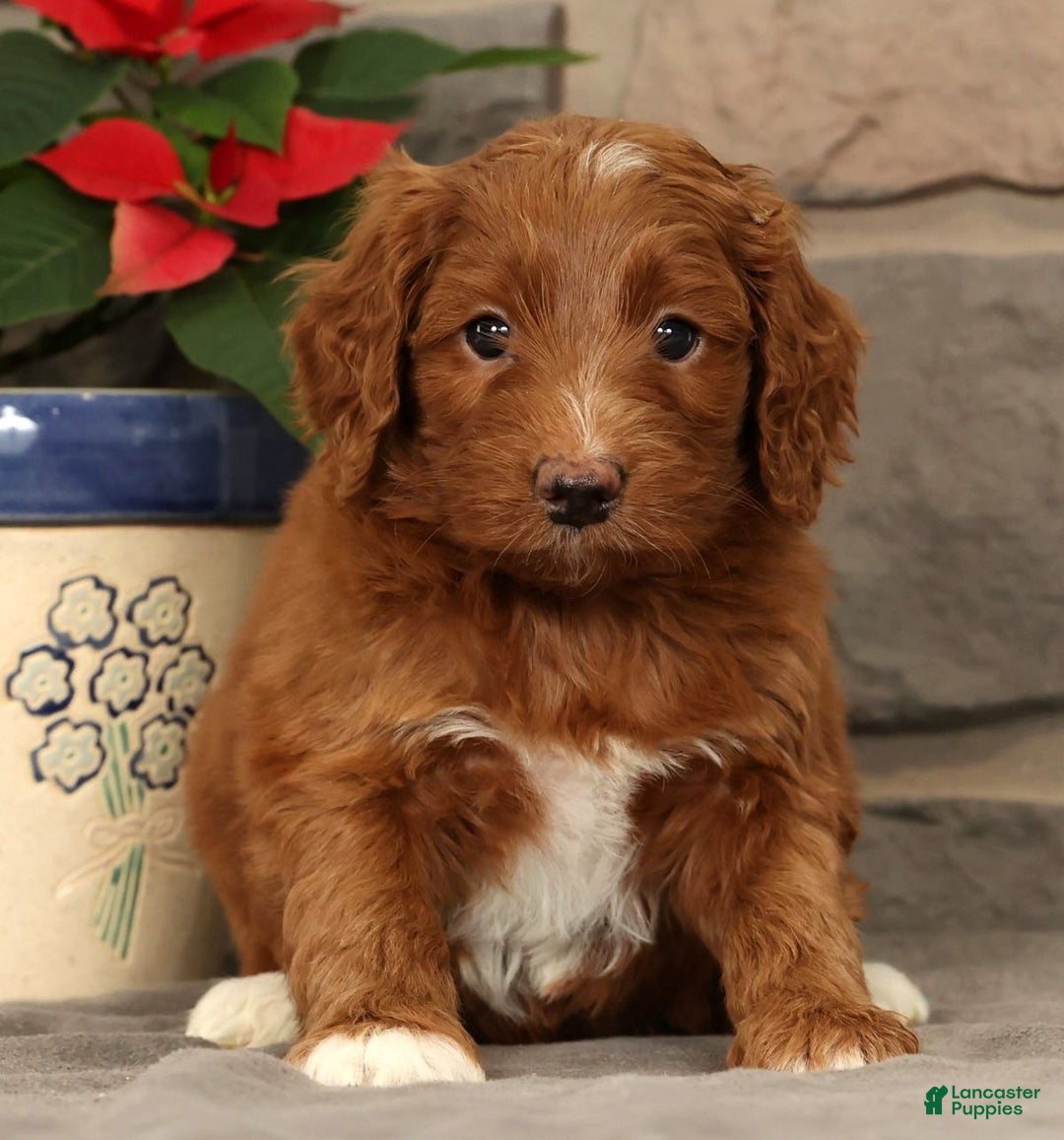 Mini Goldendoodle dogs for sale: Scarlett - Ad 1