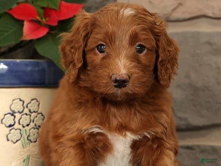 Mini Goldendoodle dogs Scarlett - Ad 6