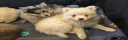 Pomsky dogs for sale: Merle boy - Ad 5